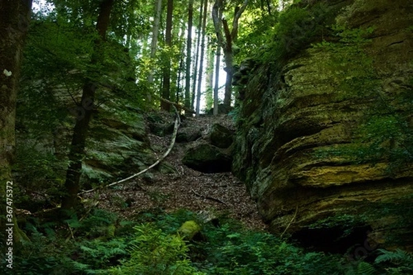 Fototapeta fallen tree in forest
