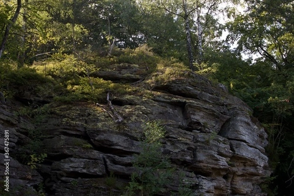 Fototapeta rocks in the forest