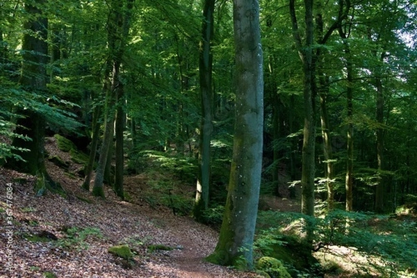 Fototapeta footpath in the woods