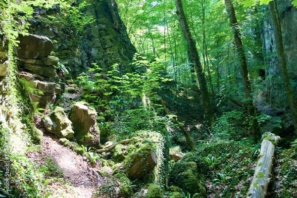 Obraz moss covered rocks in forest
