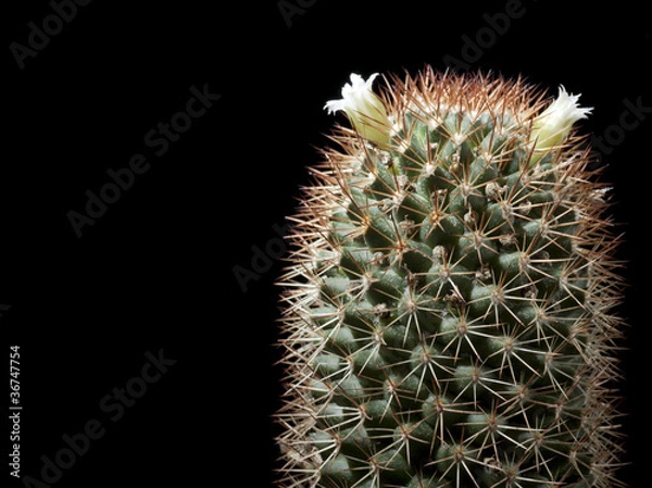 Fototapeta Cactus