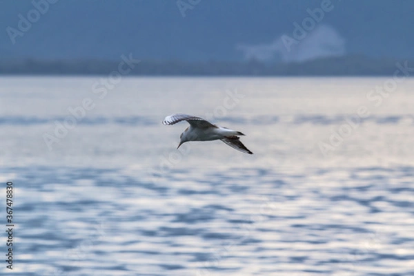 Obraz Seagull over the sea