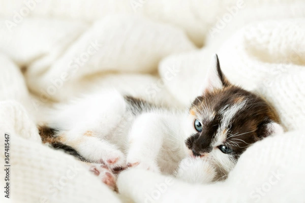 Obraz small tricolor kitten covered with a white woolen blanket