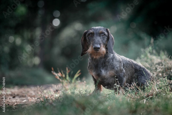 Obraz Wirehaired doxie in the forest