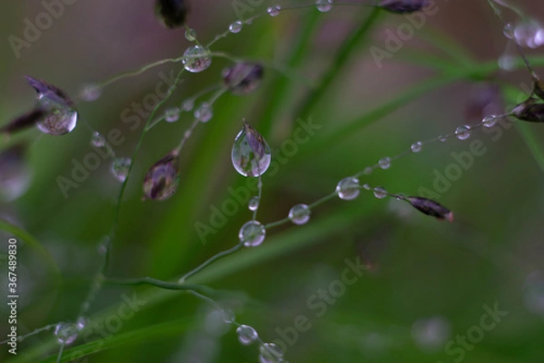 Fototapeta dew drops on a grass