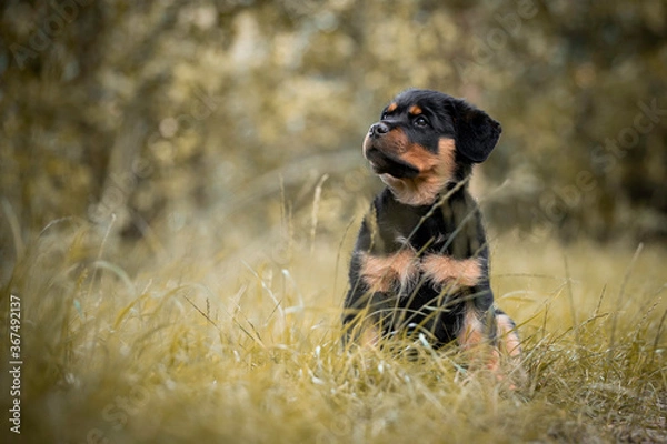Obraz Portrait of a sitting Rottweiler puppy