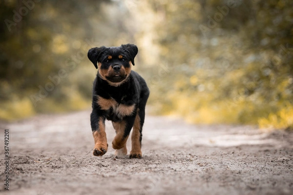 Obraz Rottweiler puppy running in the forest