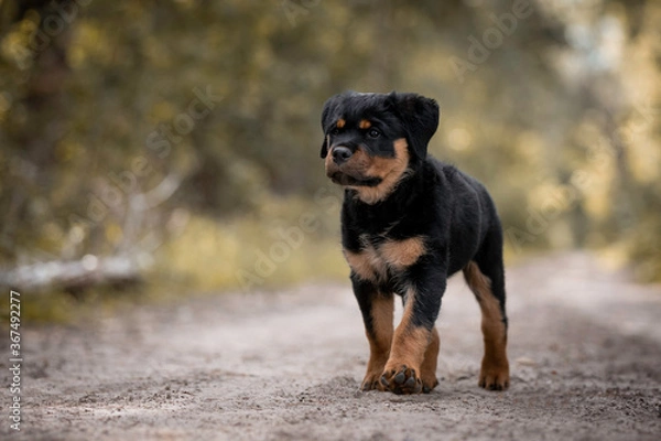 Obraz Rottweiler puppy walking in the forest