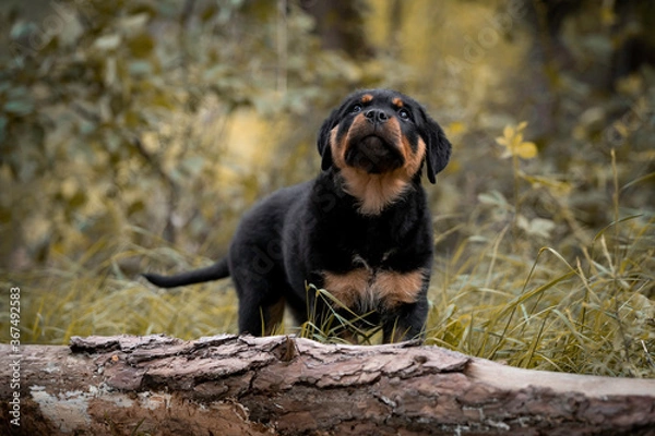 Obraz Rottweiler puppy standing in green