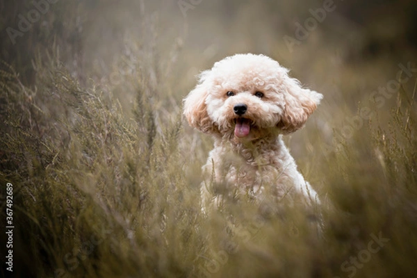 Obraz Portrait of a small poodle dog