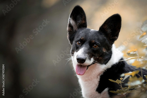 Obraz Cardigan Welsh Corgi head shot and portrait