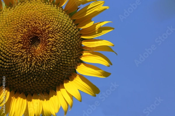 Fototapeta ひまわり