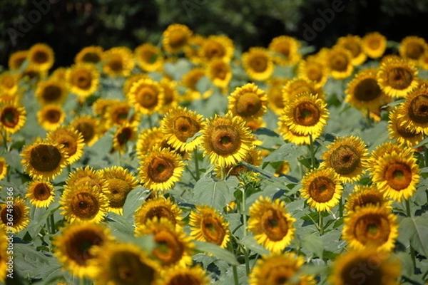 Fototapeta ひまわり