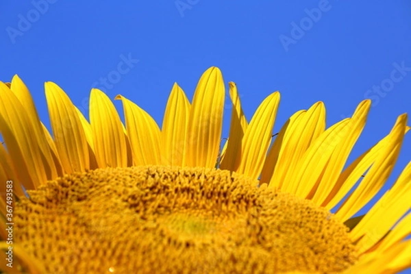 Fototapeta ひまわり