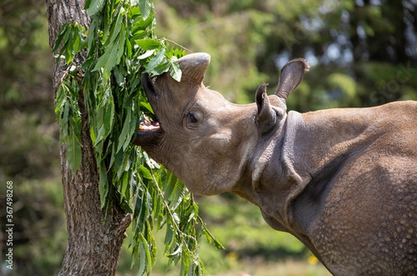 Fototapeta rhino in a zoo feeding on leaves