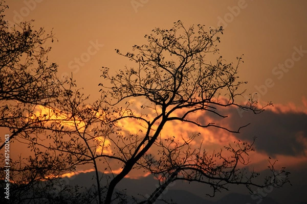 Obraz 夕暮れと木のシルエット