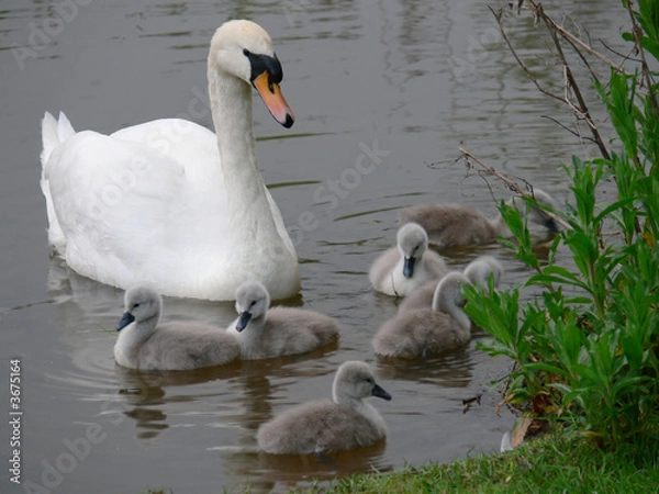 Obraz Rodzina łabędzi