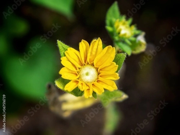 Obraz yellow flower