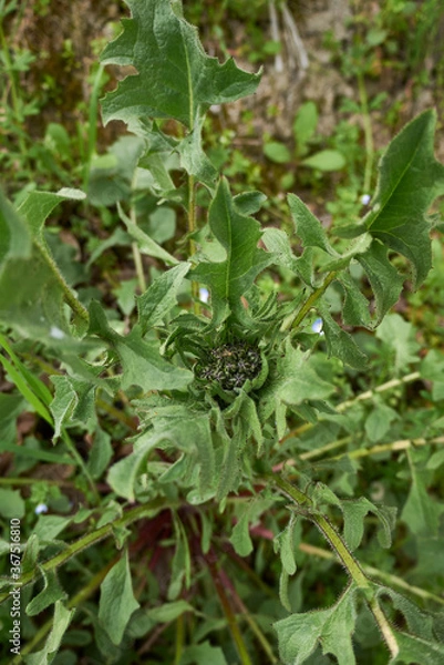 Obraz Crepis vesicaria