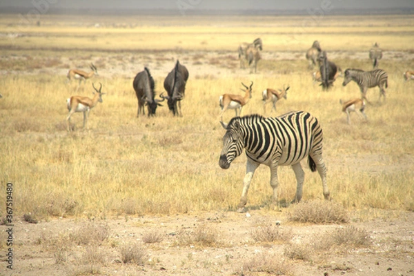 Obraz 
animals in the savannah
