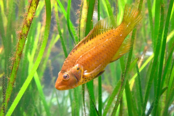 Obraz 水中の水草の間を泳ぐ美しいオハグロベラ