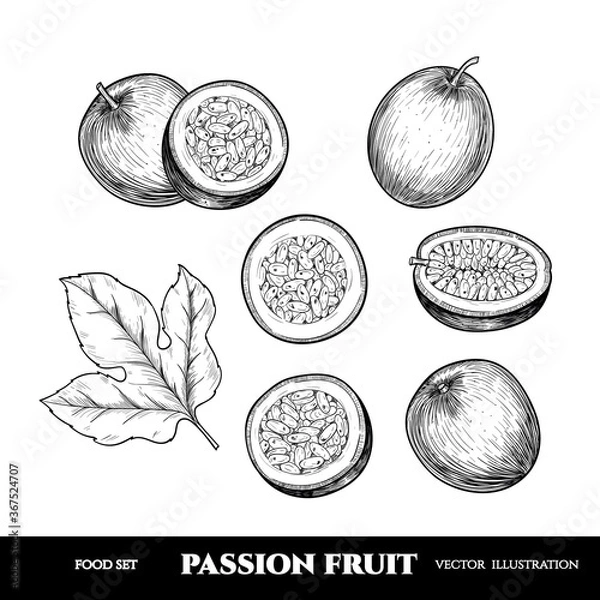 Fototapeta Vector passion fruit hand drawn sketch. Sketch vector  food illustration. Vintage style