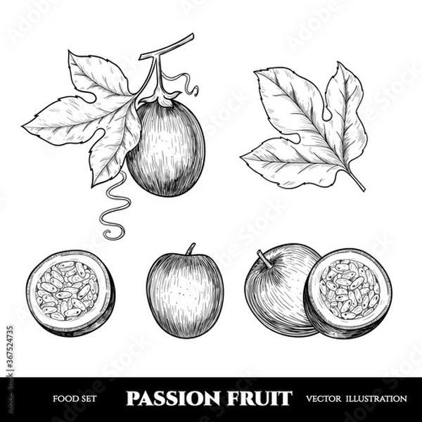 Fototapeta Vector passion fruit hand drawn sketch. Sketch vector  food illustration. Vintage style