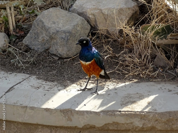 Obraz Lamprotornis superbus