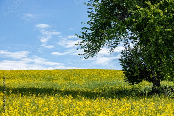 Fototapeta Rapsfeld mit Baum