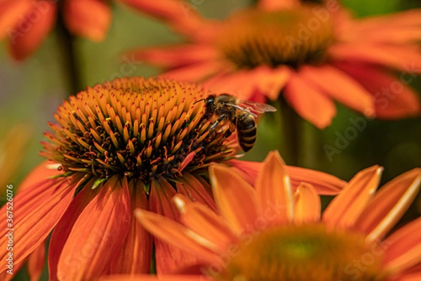 Fototapeta Sonnenhut
