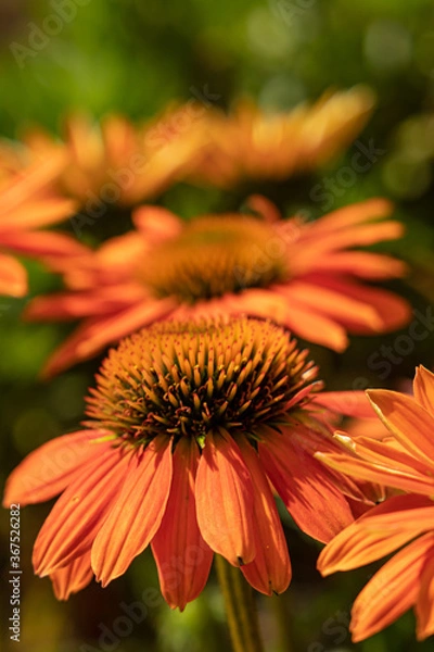 Fototapeta Sonnenhut