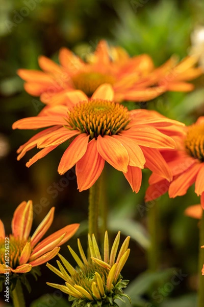 Fototapeta Sonnenhut