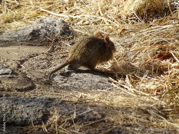 Fototapeta Arvicanthis niloticus