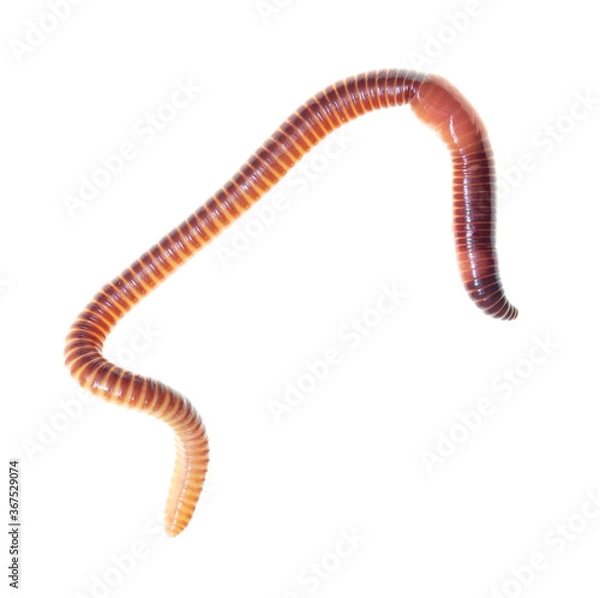 Fototapeta Earthworm on a white background.
