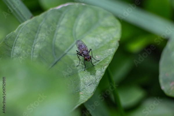 Obraz A fly sits on a leaf