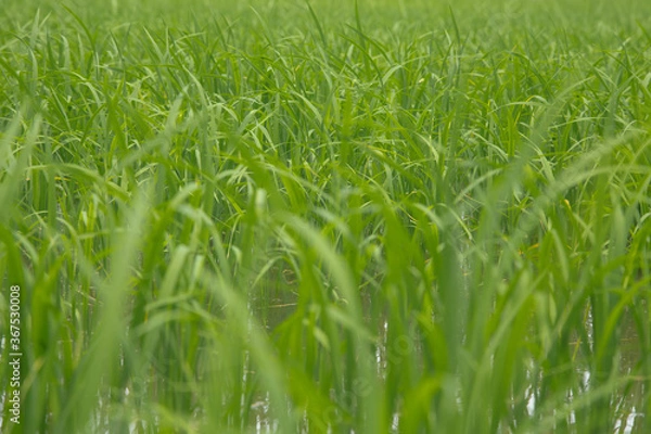 Obraz Rice fields in Thailand