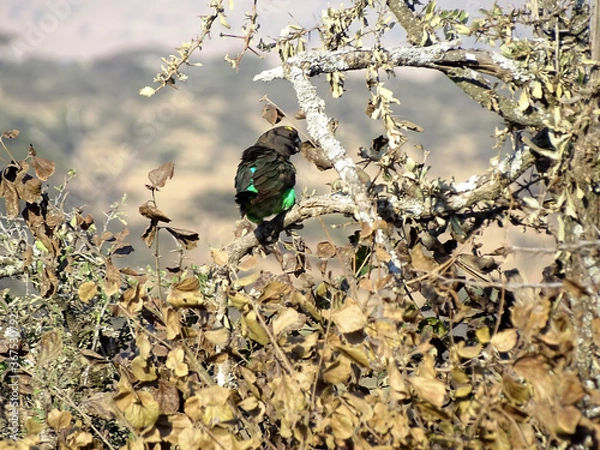 Obraz Poicephalus meyeri