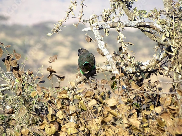 Obraz Poicephalus meyeri