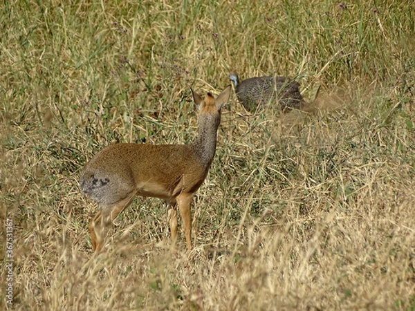 Obraz Madoqua kirkii