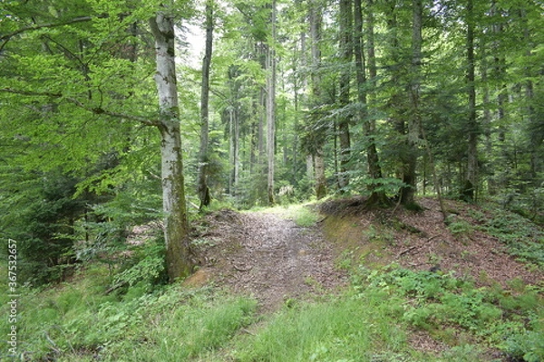 Fototapeta Mountain view, forest view