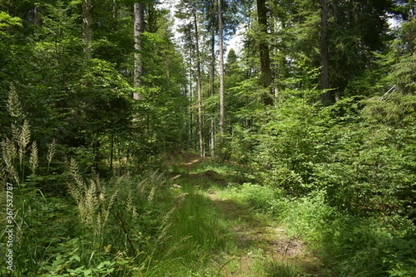 Fototapeta Mountain view, forest view