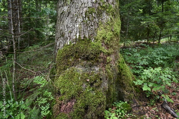 Fototapeta Mountain view, forest view