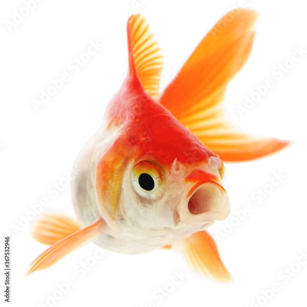 Obraz Gold Fish on White Background