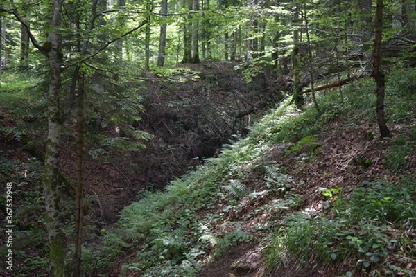 Fototapeta Mountain view, forest view