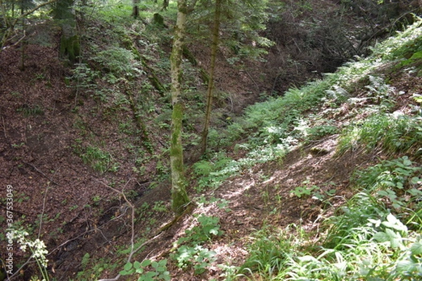 Fototapeta Mountain view, forest view