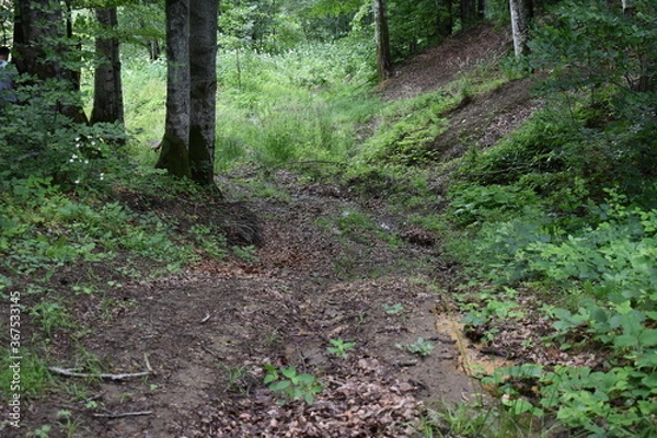 Fototapeta Mountain view, forest view