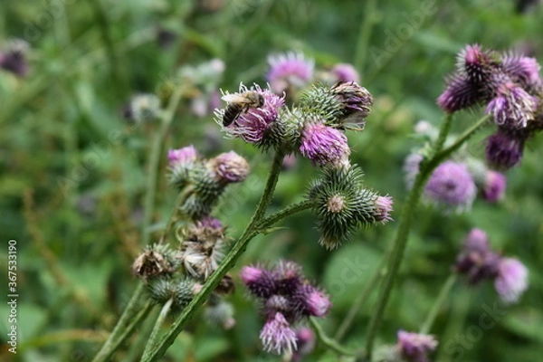 Fototapeta Bee, flower