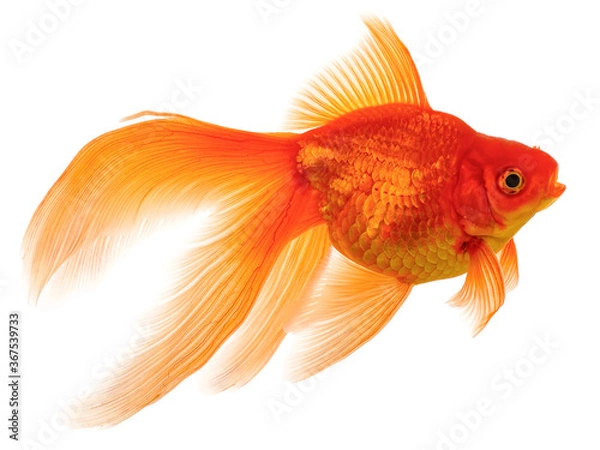 Fototapeta  Goldfish on White