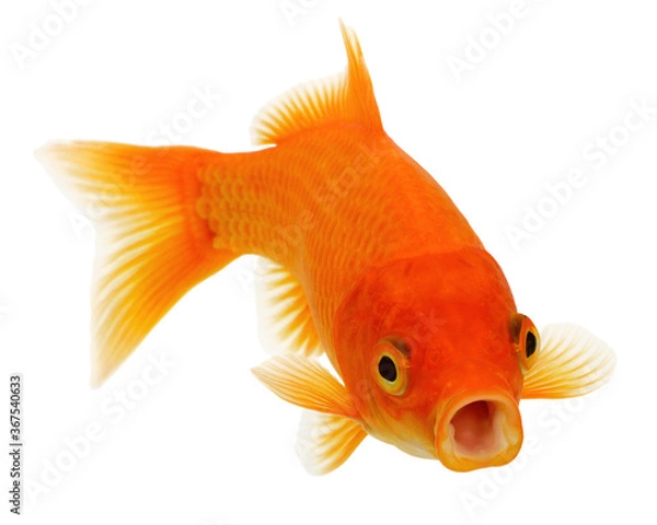 Fototapeta  Goldfish on White Background