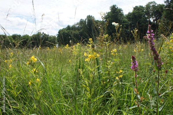 Obraz Natural Flower meadow in summer
